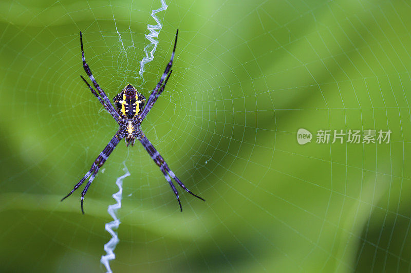 夏威夷花园蜘蛛- Argiope appensa